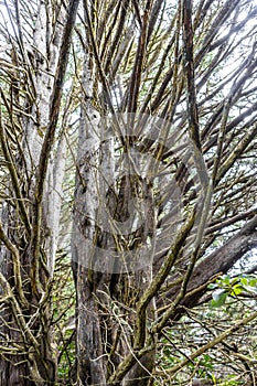 Forest hiking trail and tall gigantic plants trees Costa Rica