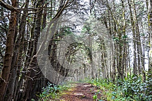 Forest hiking trail and tall gigantic plants trees Costa Rica