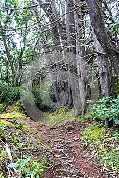 Forest hiking trail and tall gigantic plants trees Costa Rica