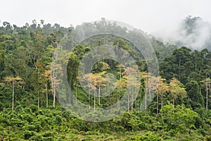 Forest hill with yellow tree among green tree with low clouds in Tay Nguyen, central highlands of Vietnam