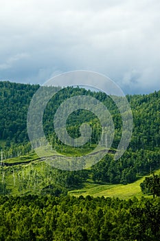 Forest on hillside