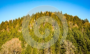 forest hillside in spring green