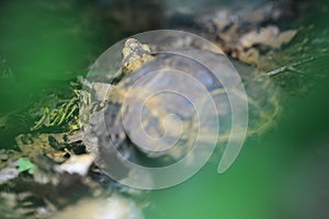 Forest hinge-back tortoise