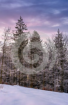 Forest in hoarfrost on snowy hillside at dawn