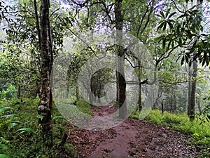 The forest holds a myriad of mysteries in its area