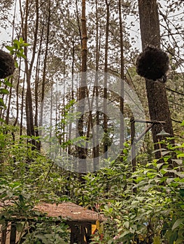 Forest, holiday, free, tree