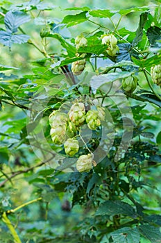 Forest hops. Hop bush growing in the forest.