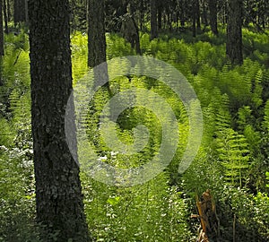 Forest horsetail lat. Equisetum sylvaticum in the northern forest