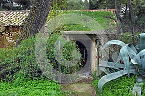 Forest house overrun by nature