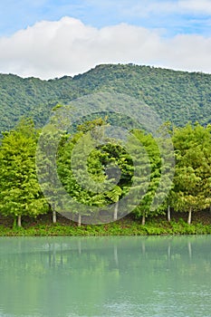 Forest at Hualien