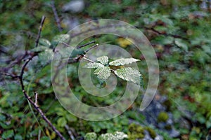 In the woods I found dewy bush leaves