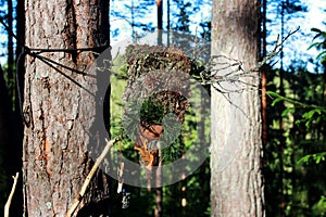 A forest idol from bark stick and pine cones made to coax the spirits. paganism