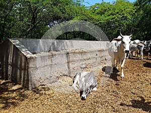 In A Forest Of India, The Cute Calf Is Sitting. Mother Cow And Baby.