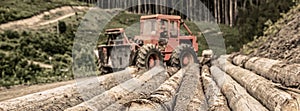 Forest industry. Lumberjack with modern harvester working in a forest. Wheel-mounted loader, timber grab. Felling of