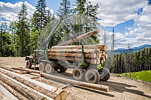 Forest industry. Wheel-mounted loader, timber grab. Felling of trees,cut trees , forest cutting area, forest protection