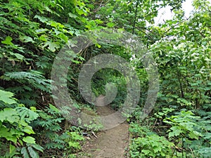 Forest inside Hutan Raya Park