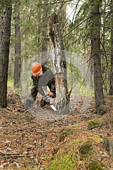 Forest inspectors work in the forest.