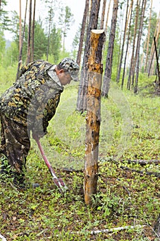 Forest inspectors work in the forest.