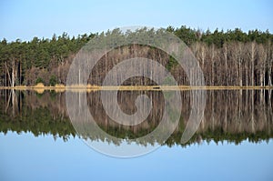 Forest and its reflection in river in spring day