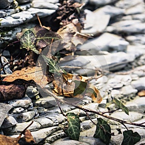 Forest ivy branch on a white stone rock next to a dry autumn leaf