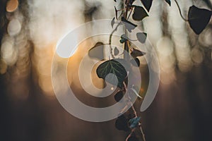 Forest with ivy. Sunset silhouette.