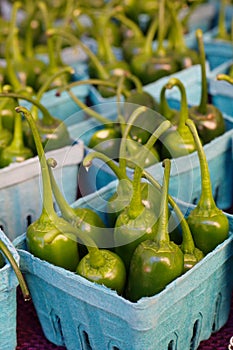 Forest of JalapeÃ±os