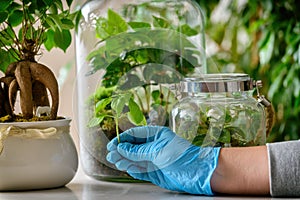 Forest in a jar new plant