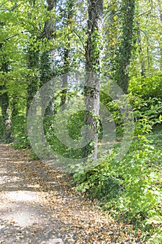 Forest, Jardines de la Granja de San Ildefonso, monuments in Spa