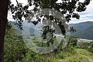 Forest Jim corbett national park in India