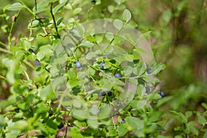 Forest juicy large bright blue blueberries on a bush