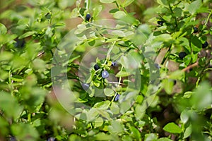 Forest juicy large bright blue blueberries on a bush