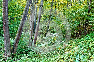 Forest. Jungle background. Tropical rain forest with green trees, bushes and foliage. Outdoor hike road