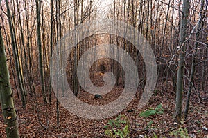 Forest. Jungle background. Tropical rain forest with green trees, bushes and foliage. Outdoor hike road