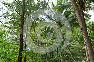 Forest. Jungle background. Tropical rain forest with green trees, bushes and foliage. Outdoor hike road in Thailand