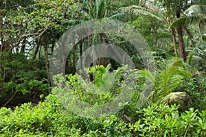 Forest. Jungle background. Tropical rain forest with green trees, bushes and foliage. Outdoor hike road in Thailand