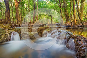 Forest. Jungle tropic rain forest photography