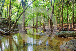 Forest. Jungle tropic rain forest photography