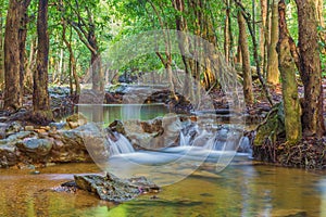 Forest. Jungle tropic rain forest photography