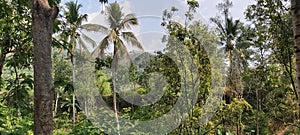 The Forest in Kebun Agung Pulung photo