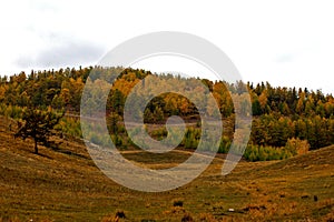 Forest in Khakassian stepp photo