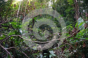 The forest in Khao Luang Naional Park of thailand.