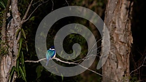 A Forest Kingfisher Perching Before Flying Away.