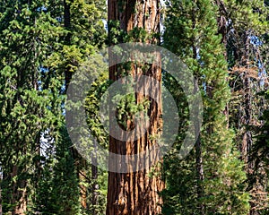 The forest in Kings Canyon & Sequoia National Park