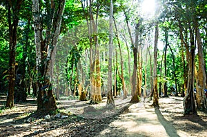 Forest in Konglor Village for jungle package