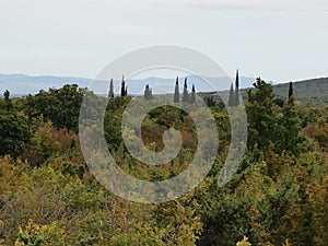 Forest Kroatia Dalmatia Wilderness