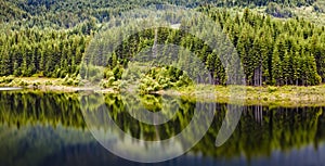 Forest and lake