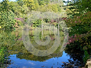 Forest lake with autumn trees on the shore and their reflection in the water