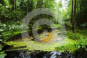 Forest lake beautiful lake