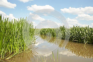 Forest lake on a bright day under a long blue sky. Green reeds are floating on the water.