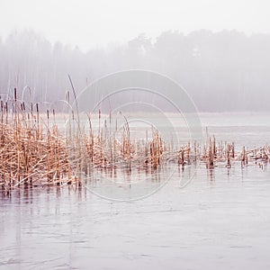 Forest lake covered with thick morning mist